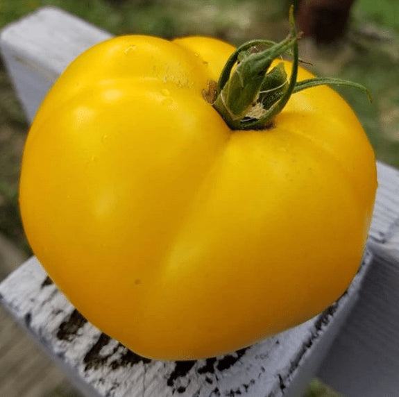 Tomato 'Lemon Boy' organic