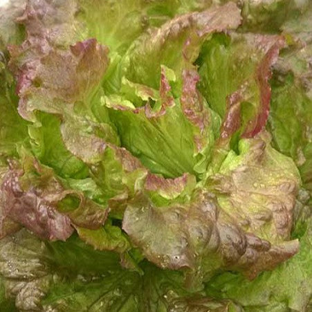 Head lettuce 'Canasta'