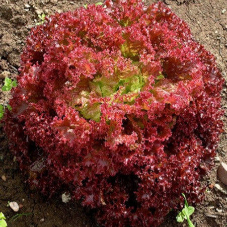 Red Lettuce 'Lollo Rossa'