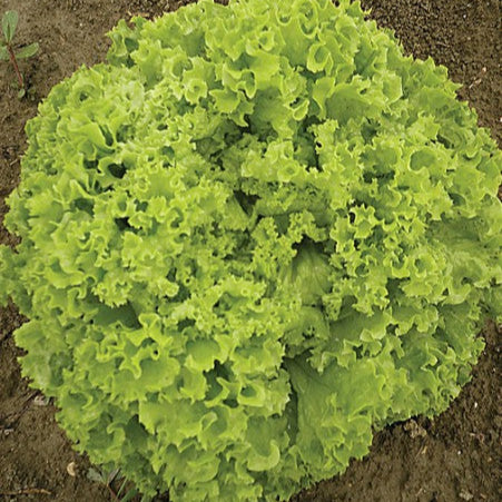 White lettuce 'Lollo Bionda'