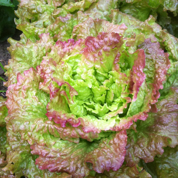 Laitue frisée 'Femme Ivre'