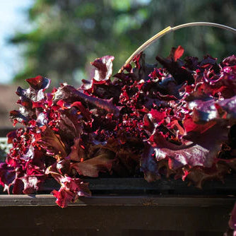 Laitue à feuilles de chêne 'Red Salad Bowl'