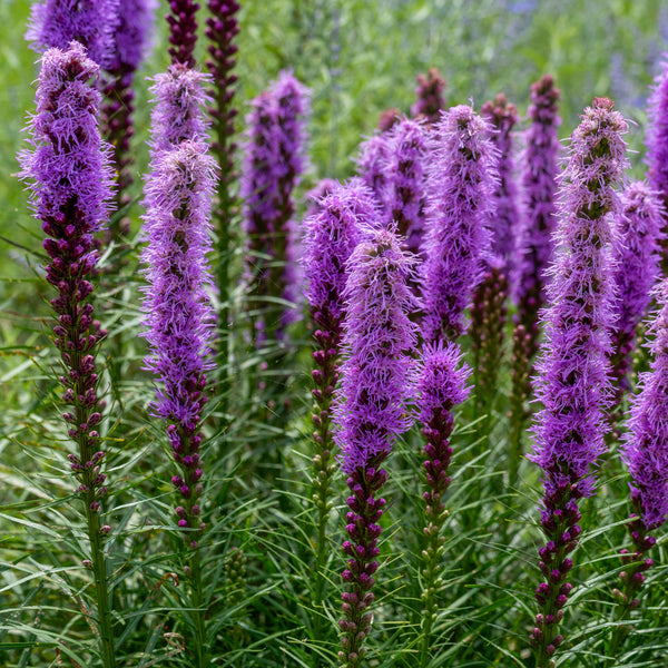 Liatris à Épi