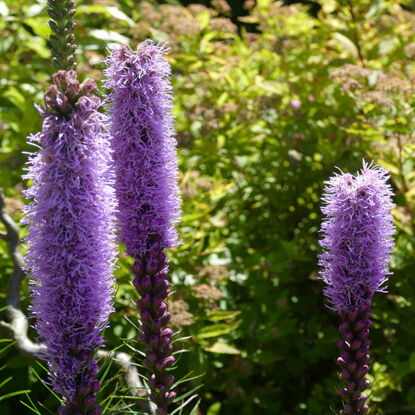 Liatris à inflorescence dense