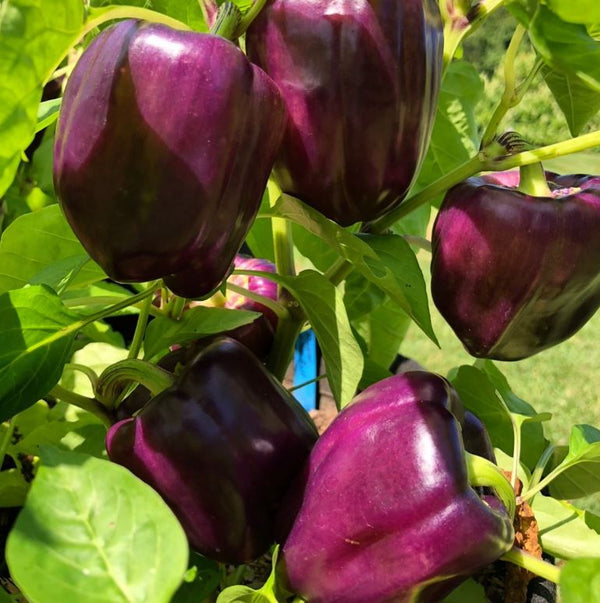 Sweet Pepper 'Lilac' Organic