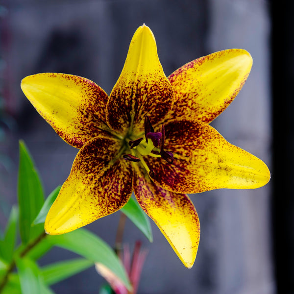 Canada Lily