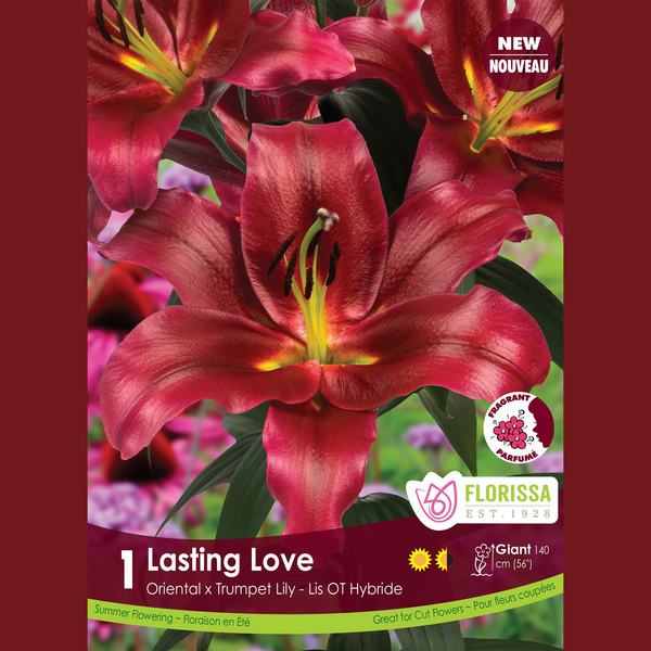 Lily, Oriental x Trompette 'Lasting Love' (1 bulbe)