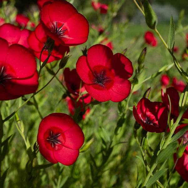 Scarlet Flax