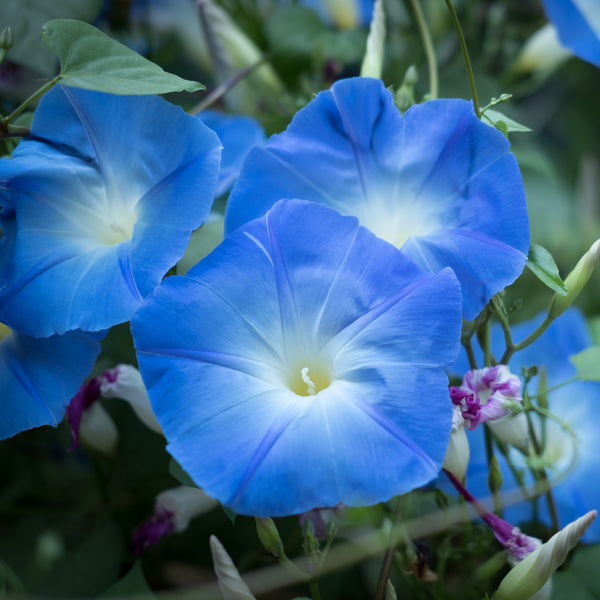 Liseron (Gloire du Matin) 'Bleu Céleste'