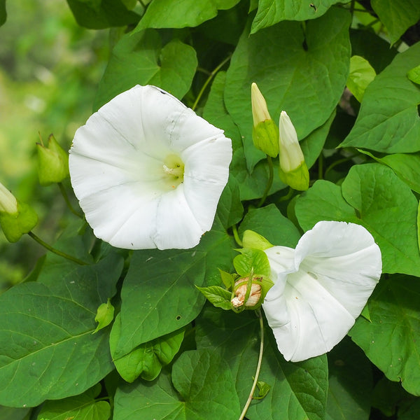 Morning Glory 'Pearly Gates'