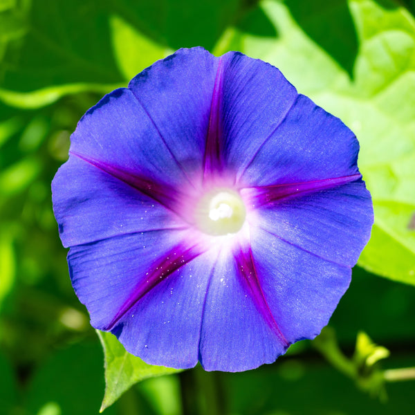 Liseron (Gloire du matin) 'Bleu Clair Dacapo'