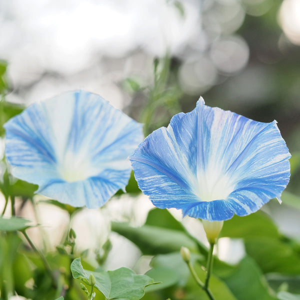 Morning Glory 'Flying Saucers'