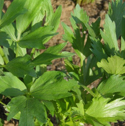 Organic mountain lovage