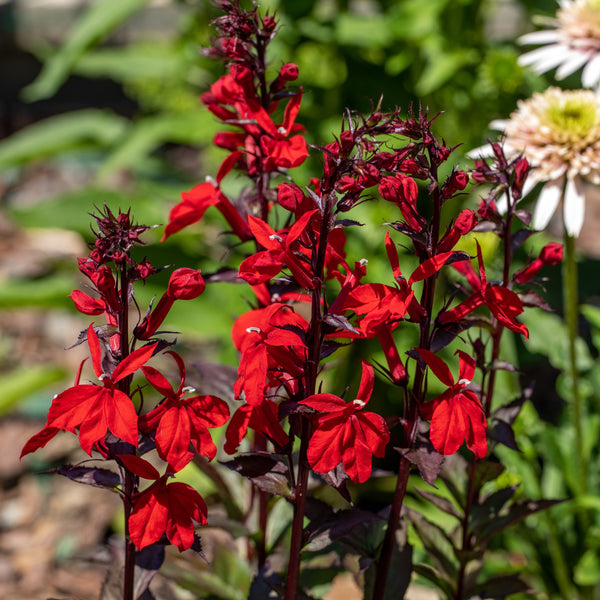 Cardinal Flower