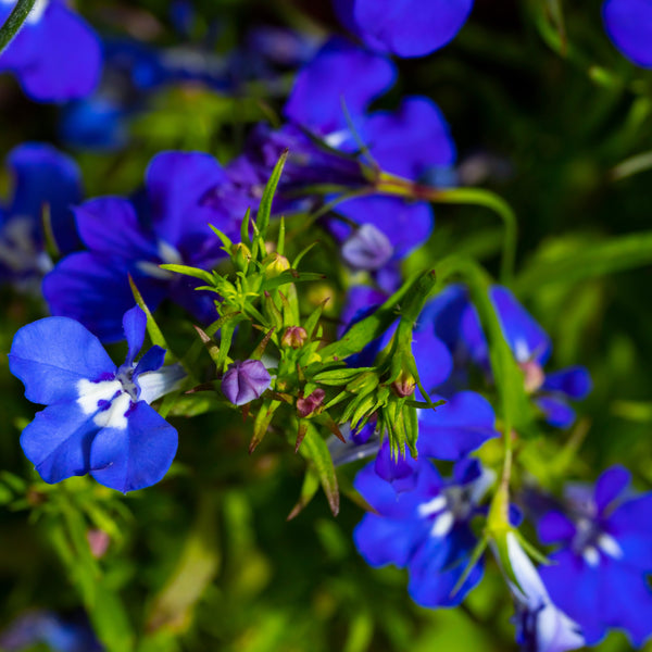 Lobelia Regatta Midnight Blue