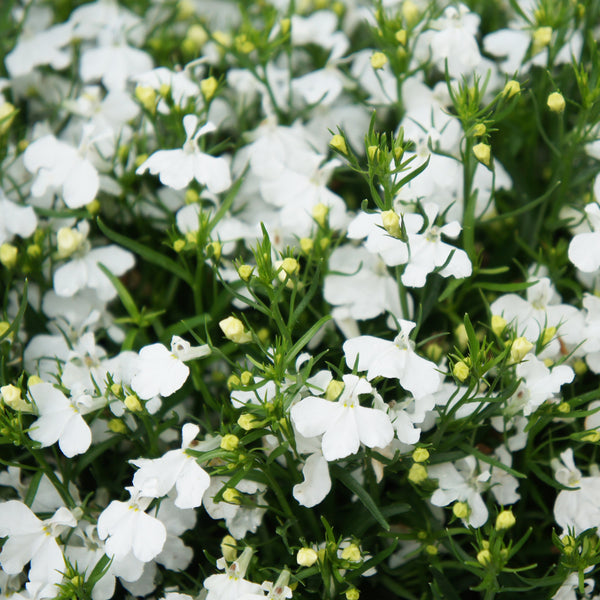 Lobelia Regatta White