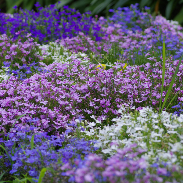 Lobélie 'Mélange en cascade'