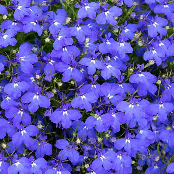 Lobelia 'Trailing Sapphire'