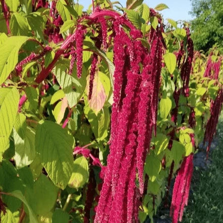 Amaranth 'Love Lies Bleeding' organic