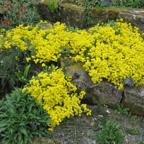 Mélange de Fleurs sauvages 'Low Growing'