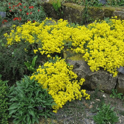 Wildflower Mix Low-Growing