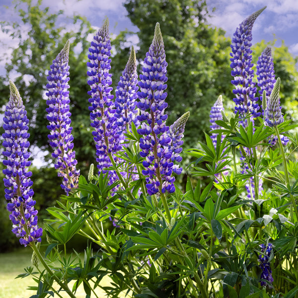 Lupine 'Russell’s Hybrids Blue'