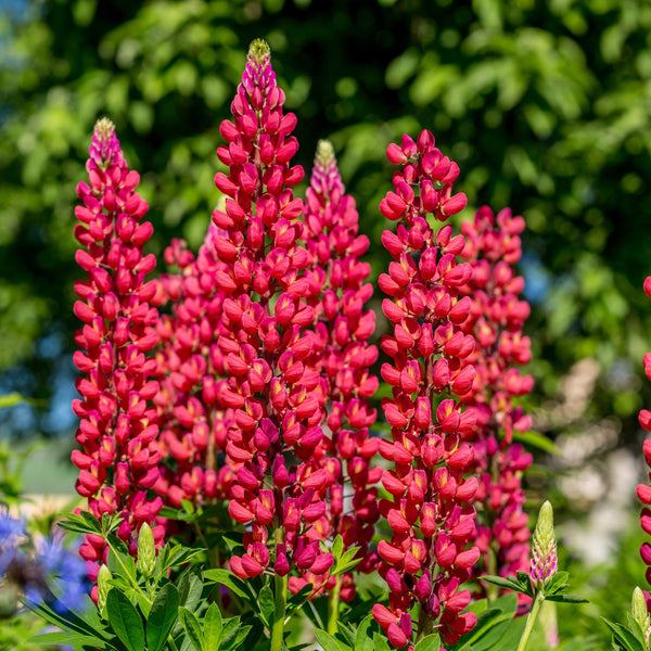 Lupin Rouge 'Hybride de Russell'