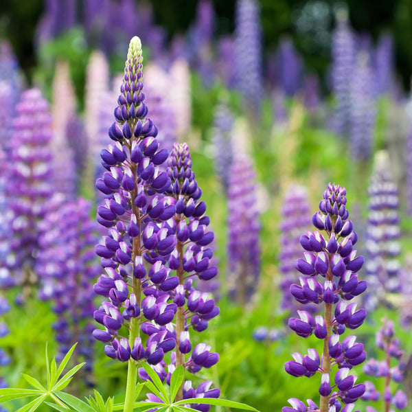 Lupin Vivace