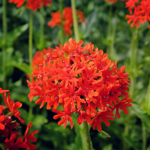 Lychnis 'Maltese Cross'