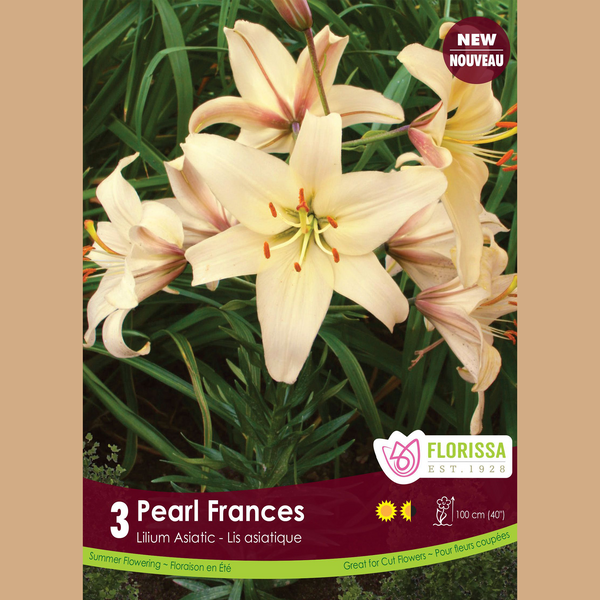 Asiatic Lily 'Pearl Frances' (3 bulbs)