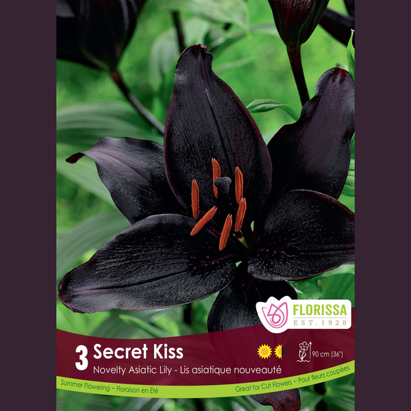 Asiatic Lily 'Secret Kiss' (3 bulbs)