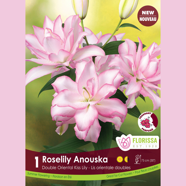 Double Oriental Lily Roselily 'Anouska' (1 bulb)