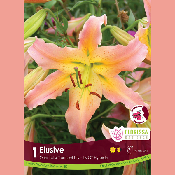 Oriental Lily x Trumpet 'Elusive' (1 bulb)