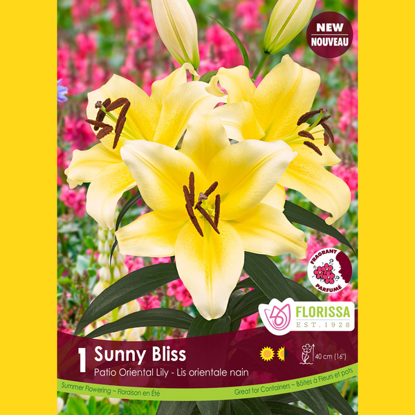 Oriental Patio Lily 'Sunny Bliss' (1 bulb)