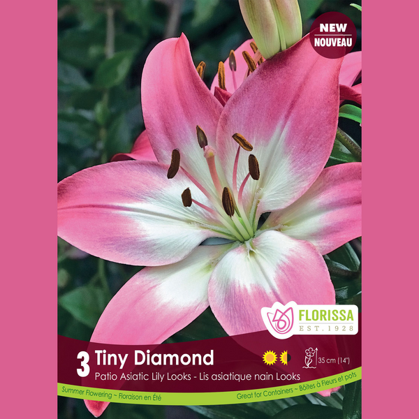 Lily Patio 'Tiny Diamond' (3 bulbs)