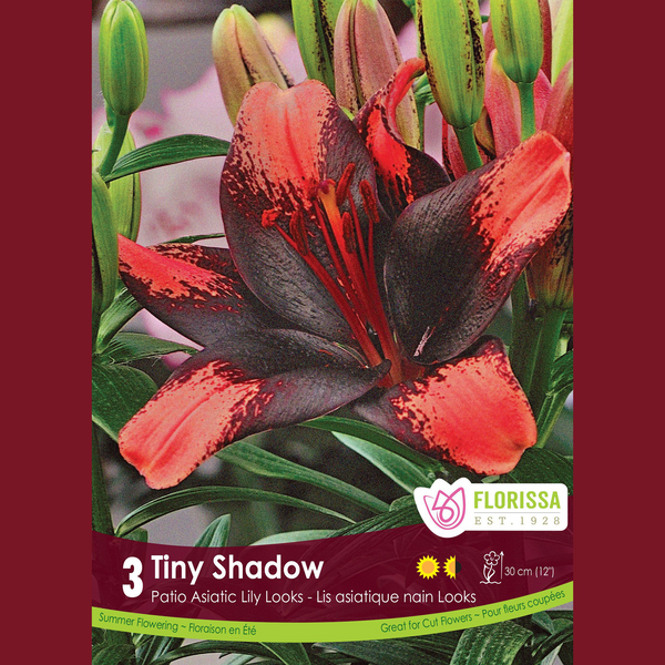 Patio Lily 'Tiny Shadow' (3 bulbs)