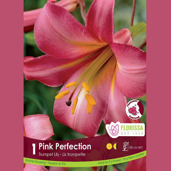 Trumpet Lily 'Pink Perfection' (1 bulb)