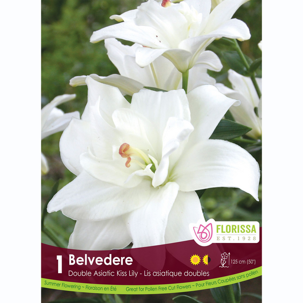 Lys 'Kiss Belvedere' (1 bulbe)