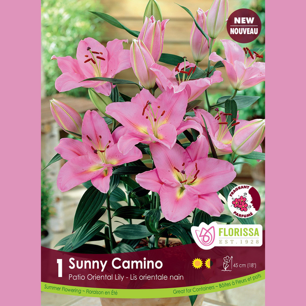 Oriental Patio Lily 'Sunny Camino' (1 bulb)