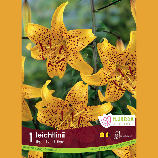 Tiger Lily 'Leichtlinii Yellow' (1 bulb)