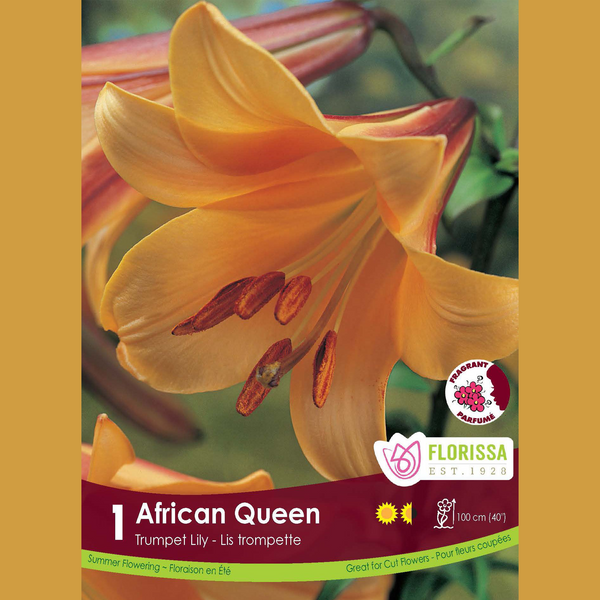 Lys Trompette 'African Queen' (1 bulbe)