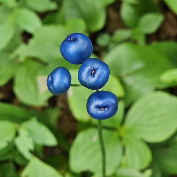 Lys à Baies Bleues