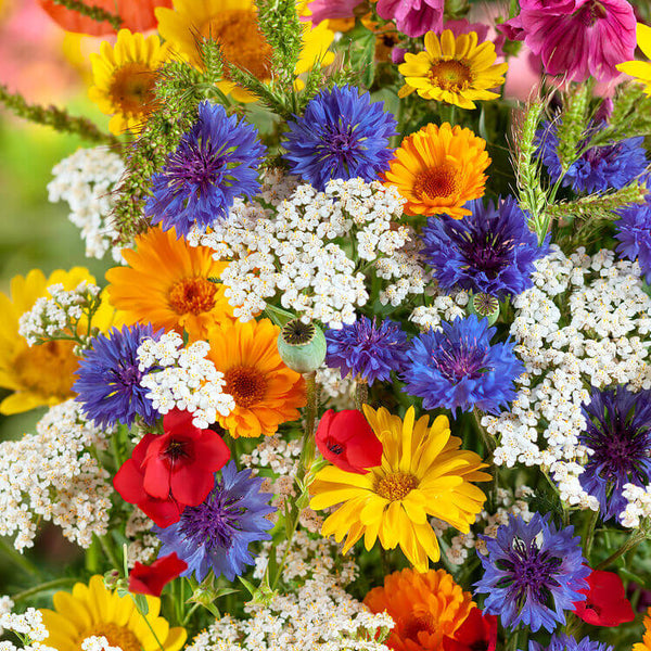 Annual Flower Mix  'Special Mix'