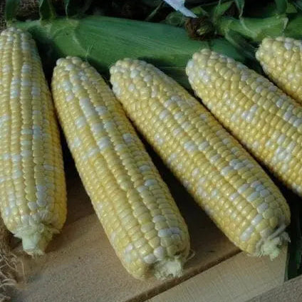 American Dream Sh2 F1 Sweet Corn