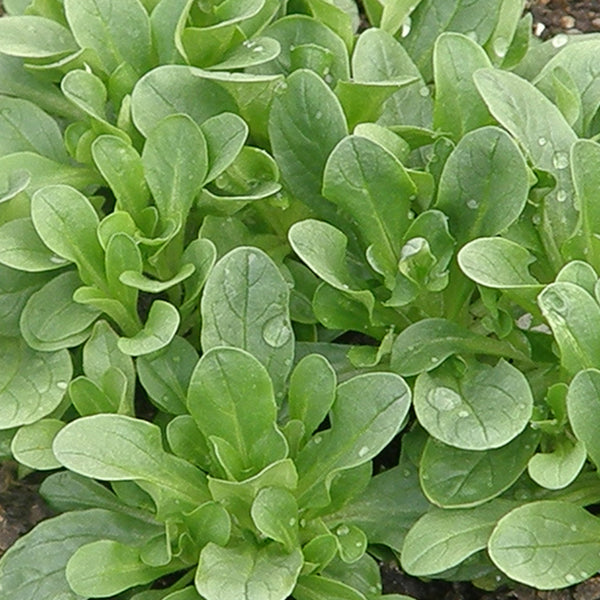 Organic Green Lamb's Lettuce