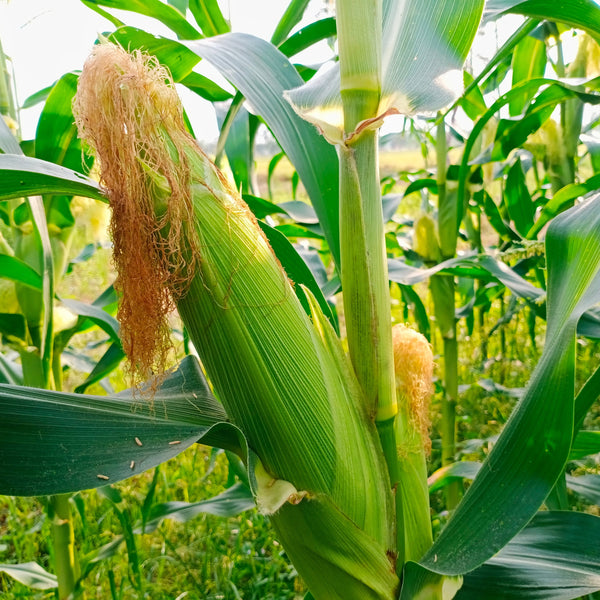 Golden Bantam Corn