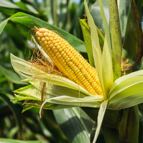 Sweet Corn Equinox F1