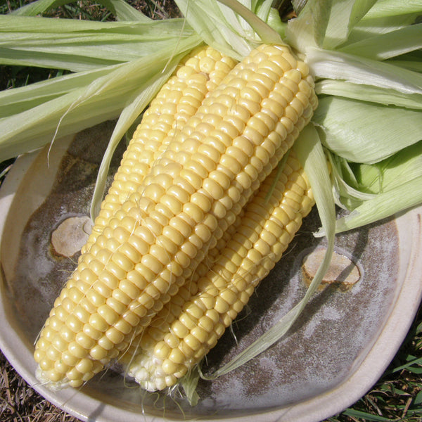 Organic 'Fisher's Earliest' Corn