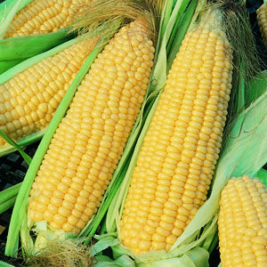 Organic 'Golden Bantam' corn