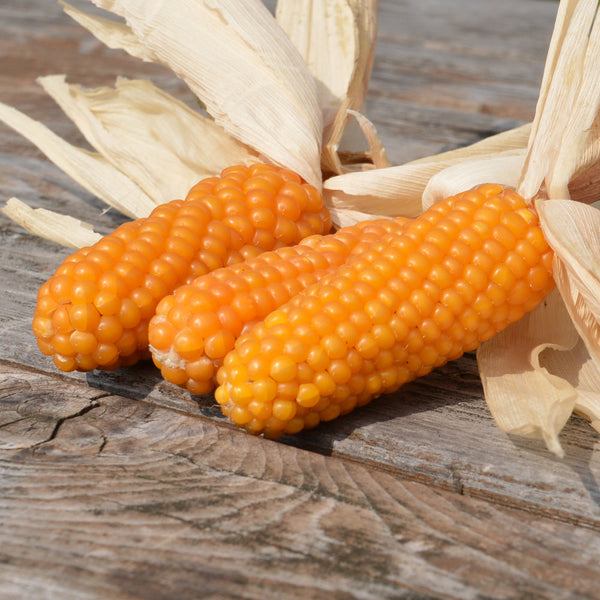 Organic 'Tom Thumb Popcorn' Corn